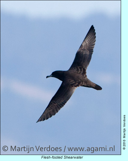 Flesh-footed Shearwater, photo by Martijn Verdoes