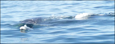 Gray whale very close to boat, photo by Coni Hendry