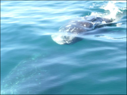 Gray whale very close to boat, photo by Coni Hendry