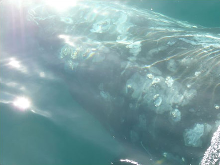Gray whale very close to boat, photo by Coni Hendry