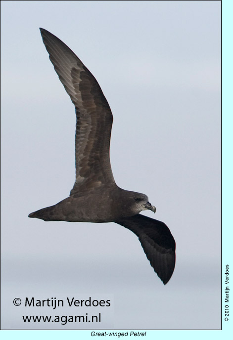 Great-winged Petrel, photo by Martijn Verdoes