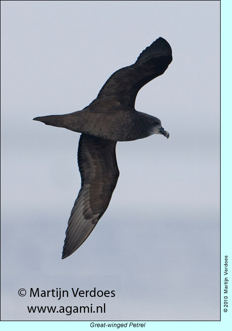 Great-winged Petrel, photo by Martijn Verdoes