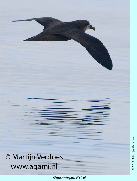 Great-winged Petrel, photo by Martijn Verdoes