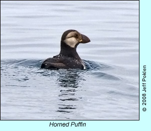 Horned Puffin, photo by Jeff Poklen