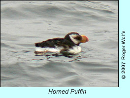 Horned Puffin, photo by Roger Wolfe