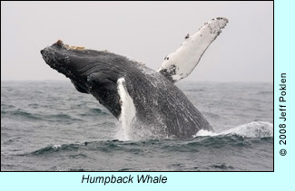 Humpback Whale, photo by Jeff Poklen