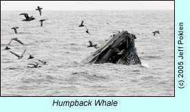 Humpback Whale, photo by Jeff Poklen