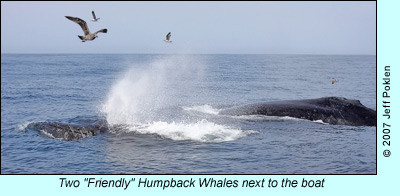 "Friendly" humpback whales, photo by Jeff Poklen