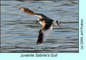 Juvenile Sabine's Gull, photo by Jeff Poklen