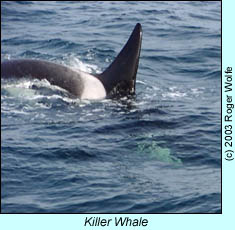 Killer Whale photo by Roger Wolfe