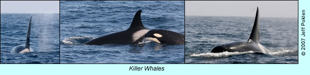 Killer Whales near our boat