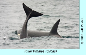 Killer Whales (Orcas), photo by Jeff Poklen
