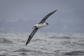 Laysan Albatross photo by Daniel Bianchetta