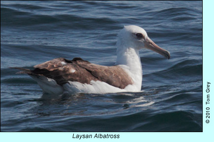 Laysan Albatross, photo by Tom Grey