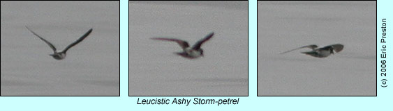 Leucistic Storm-petrel, photos by Eric Preston