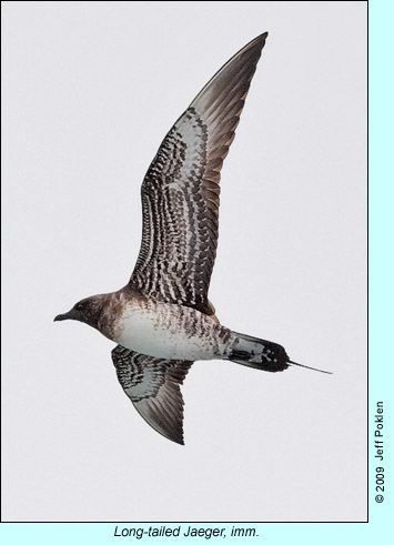 Long-tailed Jaeger photo by Jeff Poklen