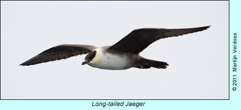Long-tailed Jaeger  photo by Martijn Verdoes