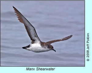 Manx Shearwater, photo by Jeff Poklen