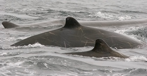 Baird's Beaked Whales photo by Jeff Poklen