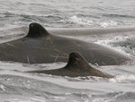 Baird's Beaked Whales