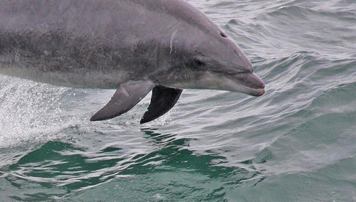 Bottlenose Dolphin photo by Glen Tepke