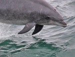 Bottlenose Dolphin