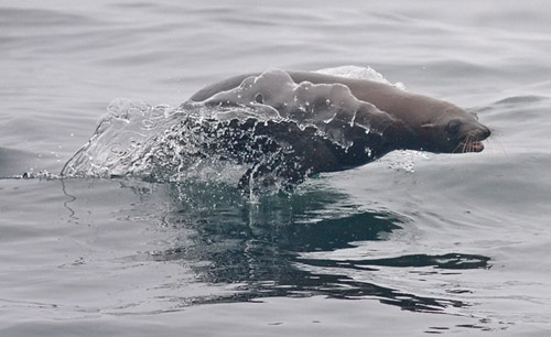 California Sea Lions photo by Jeff Poklen