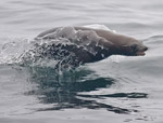 California Sea Lion