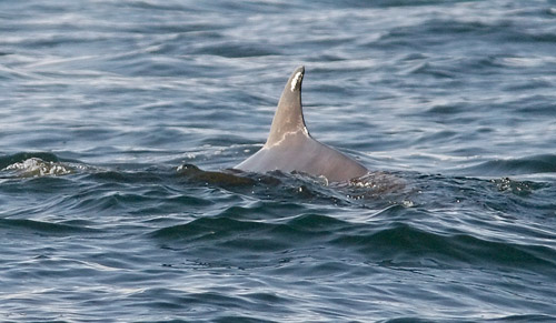 Cuvier's Beaked Whale photo by Jeff Poklen