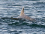 Cuvier's Beaked Whale