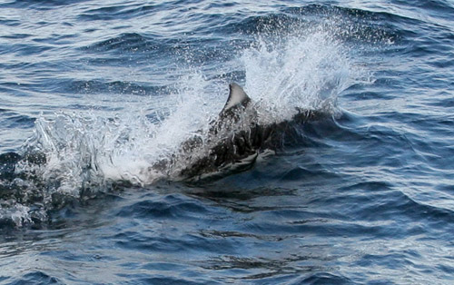 Dalls Porpoise photo by Jeff Poklen