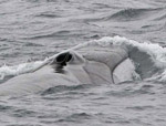 Fin  Whale