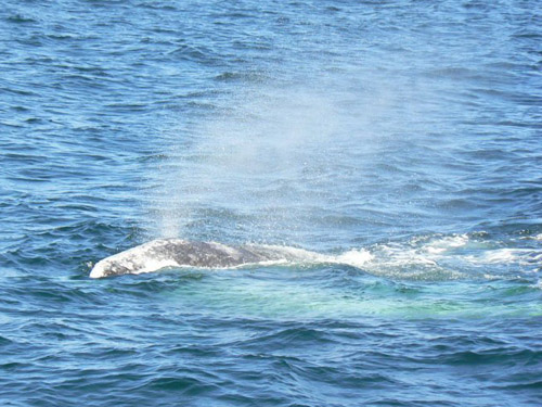 Gray Whale photo by Roger Wolfe