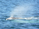 Gray Whale