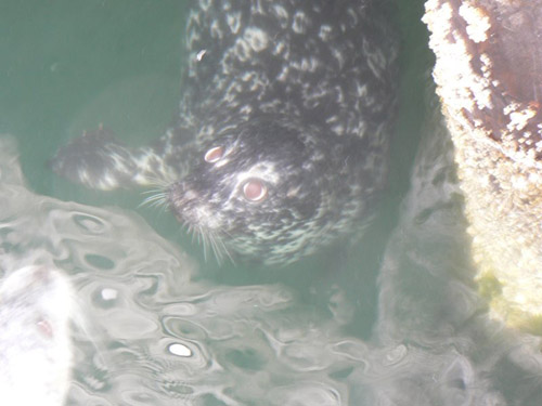 Harbor Seals photo by Roger Wolfe