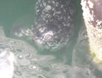 Harbor Seals