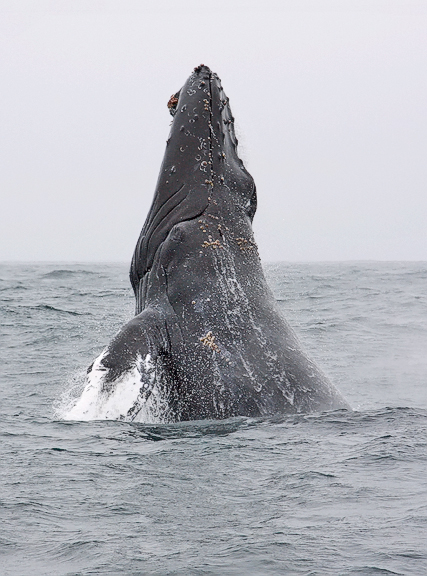 Humpback Whale photo by Jeff Poklen