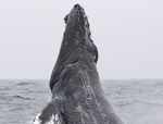 Humpback Whale