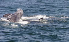 Killer Whale Attack, photo by Roger Wolfe