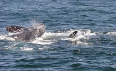 Killer Whale Attack, photo by Roger Wolfe