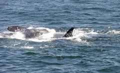 Killer Whale Attack, photo by Roger Wolfe