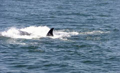 Killer Whale Attack, photo by Roger Wolfe