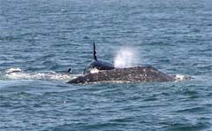 Killer Whale Attack, photo by Roger Wolfe