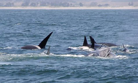 Killer Whales attacking Gray Whale, photo by Roger Wolfe