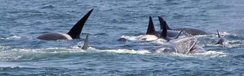 Killer Whale Attack, photo by Roger Wolfe