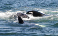 Killer Whale Attack, photo by Roger Wolfe