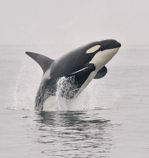 Killer Whale photo by Jeff Poklen