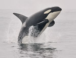 Killer Whale