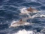 Long-beaked Common Dolphins