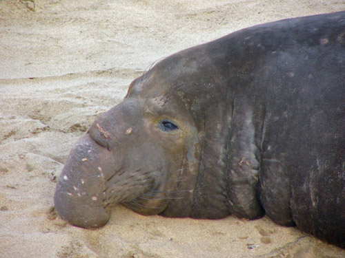 Northern Elephant Seal photo by Roger Wolfe